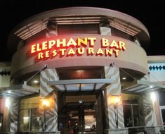 elephant bar survey